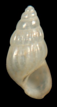 Rissoa parva f. interrupta